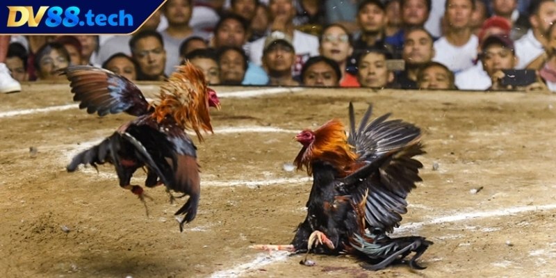 Lưu ý quan trọng tránh rủi ro